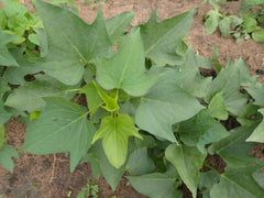 タマユタカの畑から