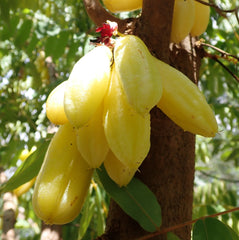 スパイスの学校