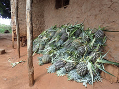 パイナップルの村で