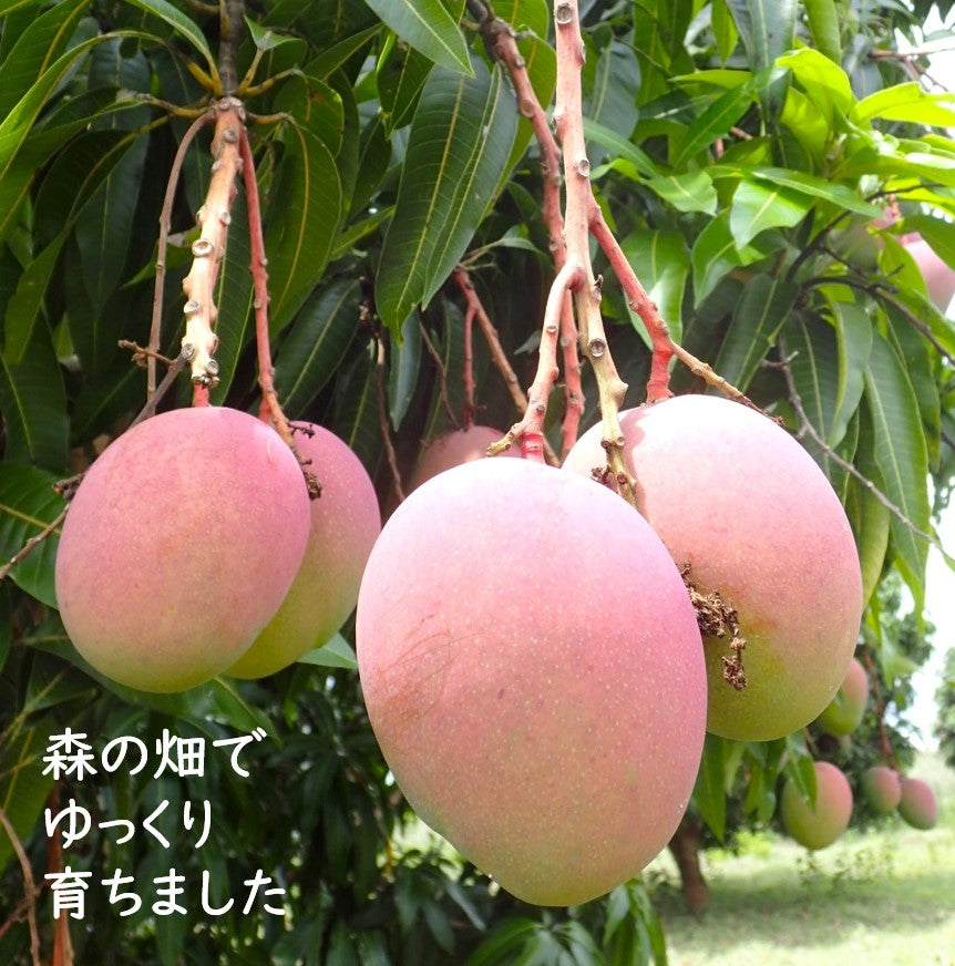 無添加・砂糖不使用ドライフルーツ・ドライマンゴーの原料