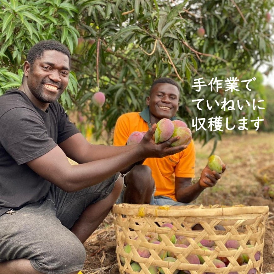 無添加・砂糖不使用ドライフルーツ・ドライマンゴーの収穫