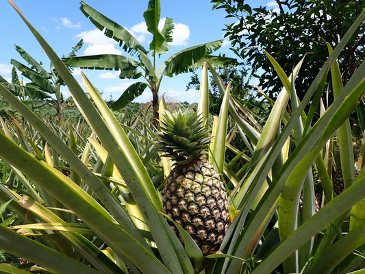 年末年始の発送・休業期間についてのご案内