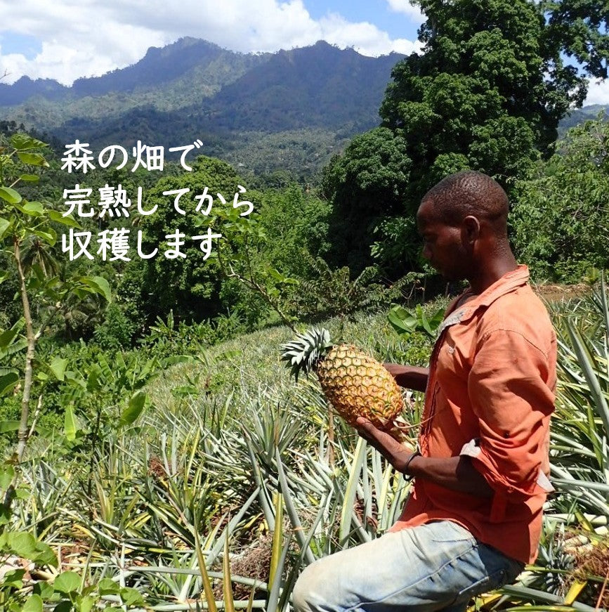 無添加・砂糖不使用ドライフルーツ・ドライパイナップルの原料が栽培されているタンザニア・ウルグル山の畑