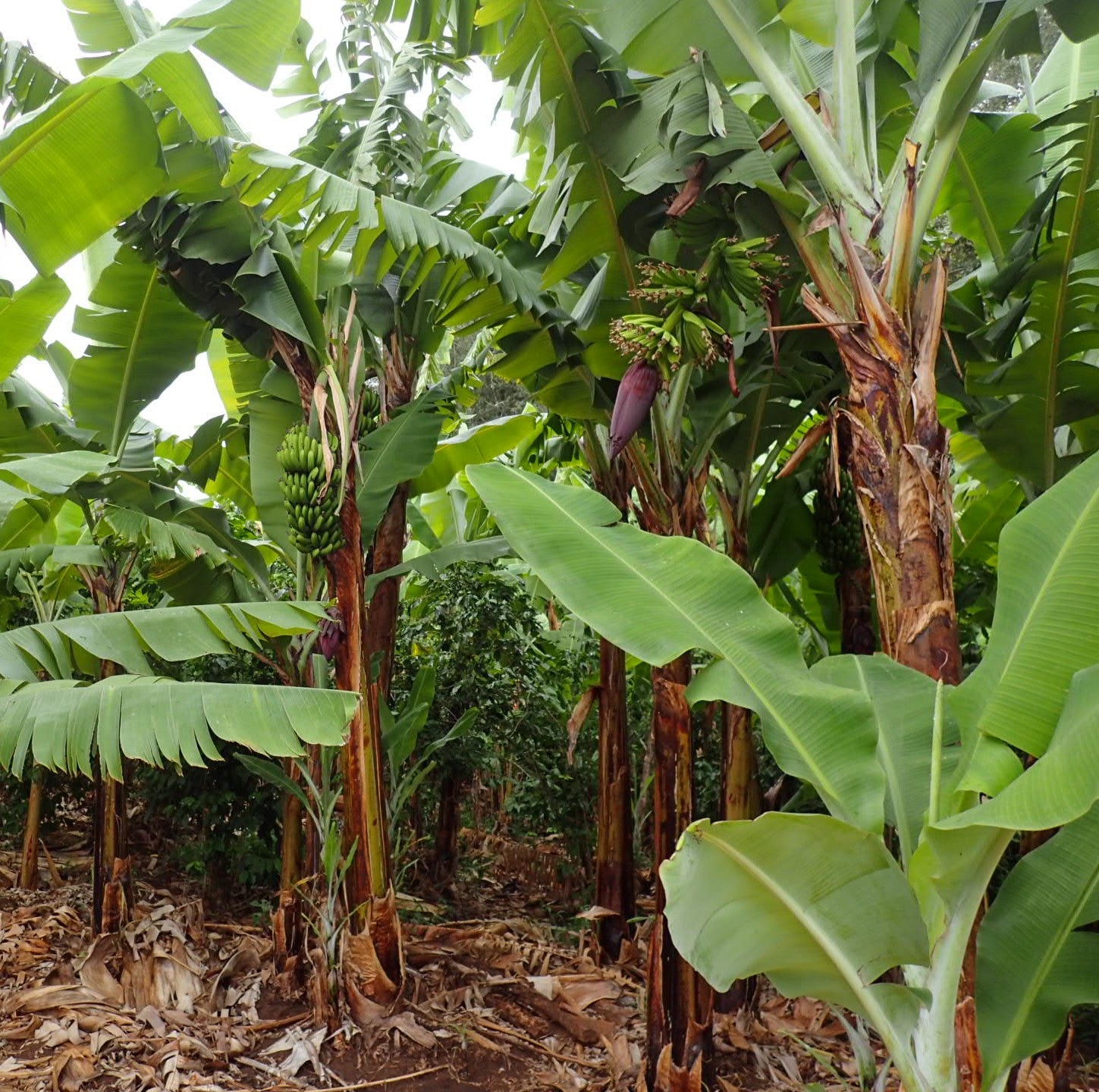 無添加・砂糖不使用ドライフルーツ・ドライベビーバナナの原料が栽培されているバナナ畑